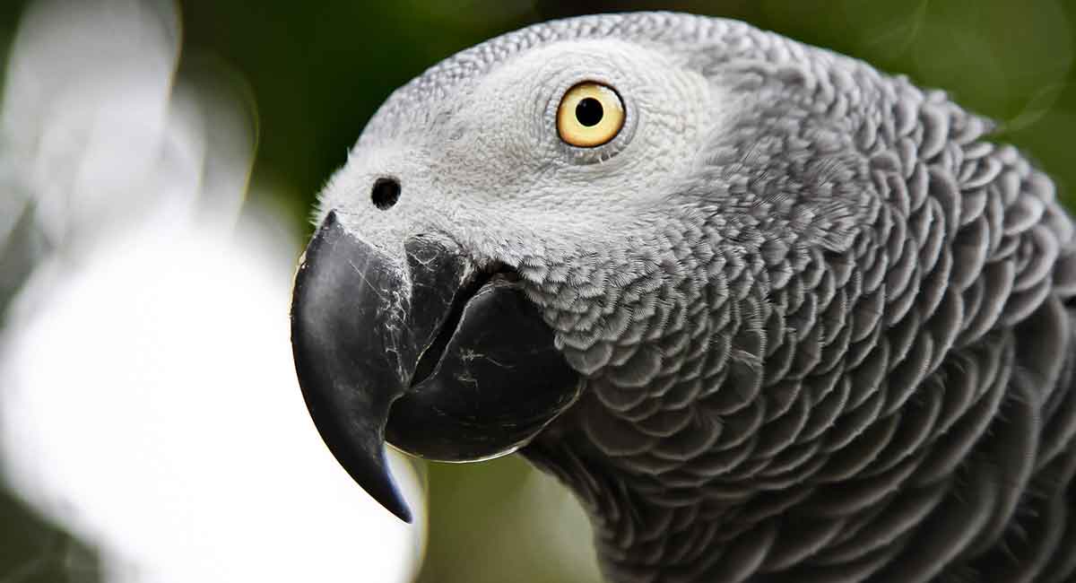 African Grey Parrot Lifespan Long 