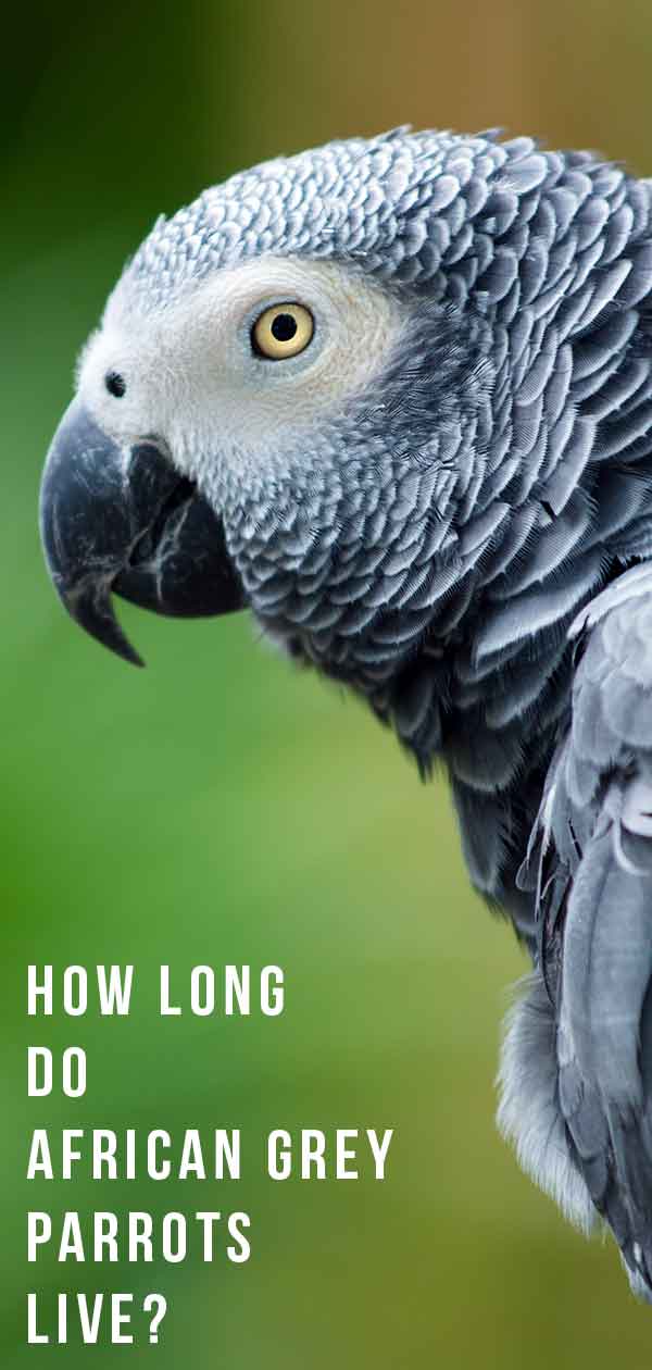 african grey parrot lifespan