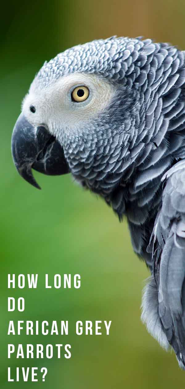 African Grey Parrot Lifespan - How Long Do Parrots Live?