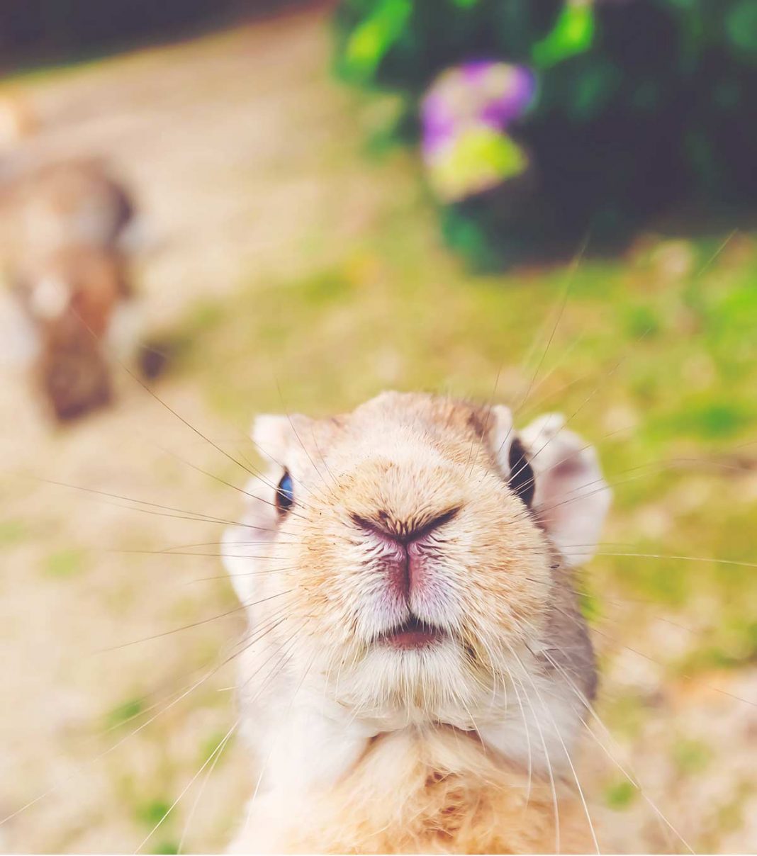 Are Rabbits Rodents? Looking At The Lovely Lagomorph