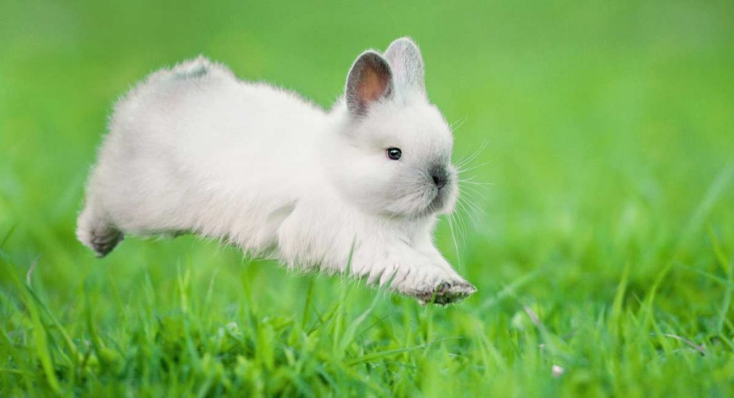 Are Rabbits Rodents? Looking At The Lovely Lagomorph