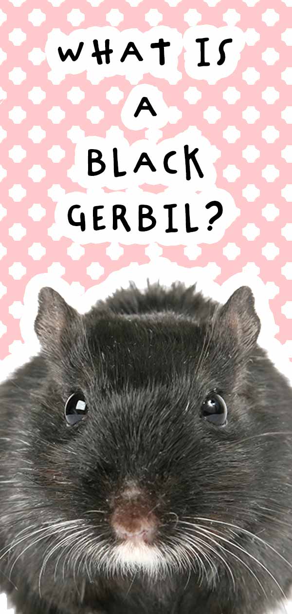 black gerbil