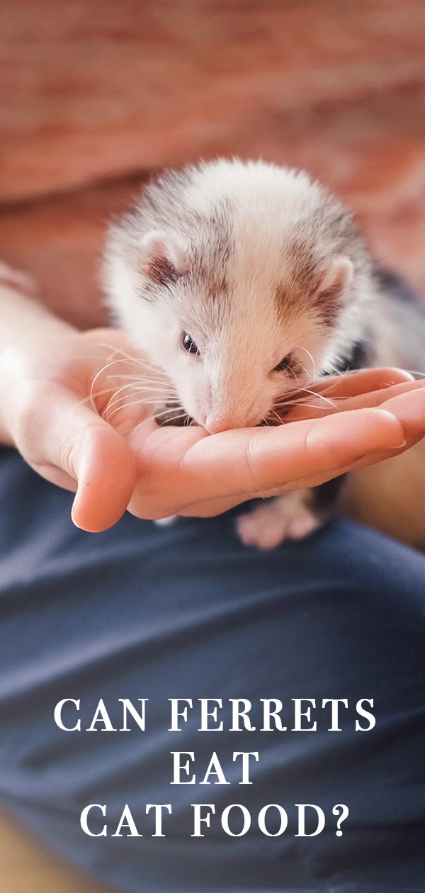 good cat food for ferrets