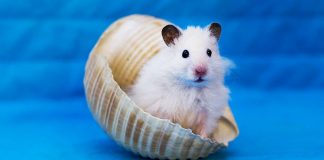 can hamsters swim header