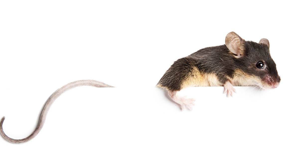 Can Mice Climb Trees, Walls, Or Even Glass?