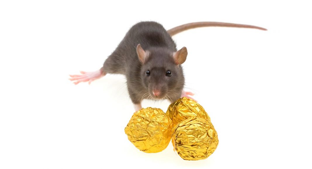 Can Rats Eat Chocolate? Can My Pet Rat Have Chocolate As A Treat?