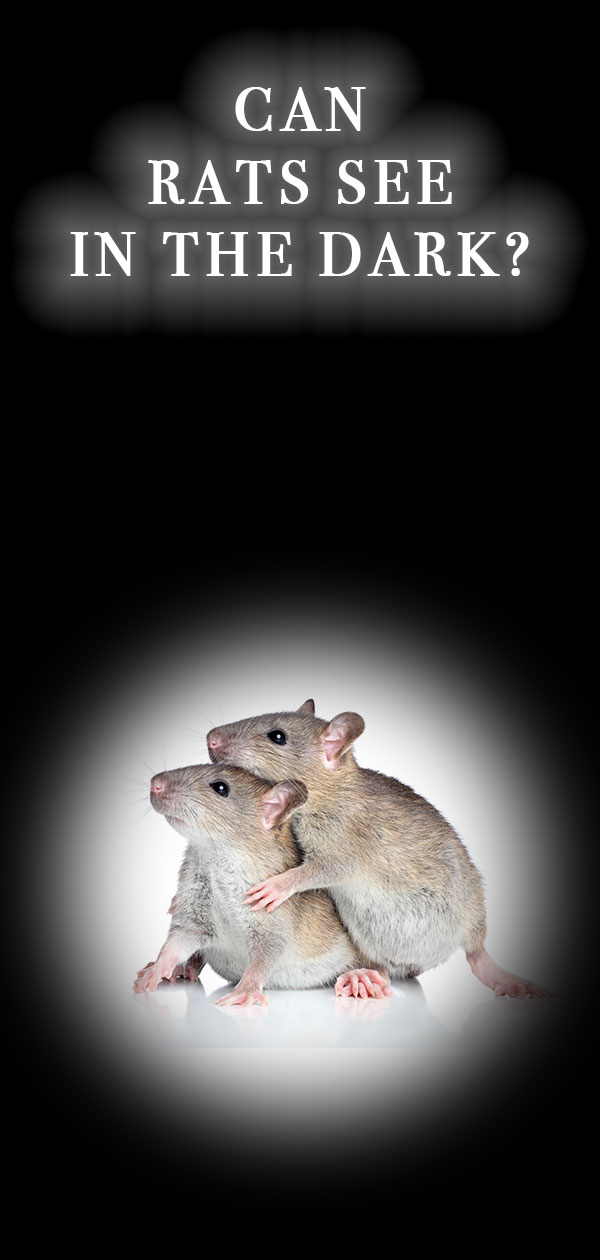 Can Rats See In The Dark? Learn More About Your Rat's Eyesight!