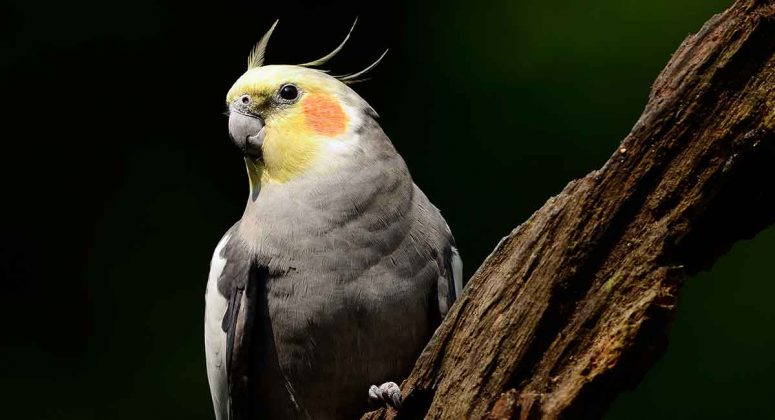 Cockatiel Lifespan - How Long Do Cockatiels Live?