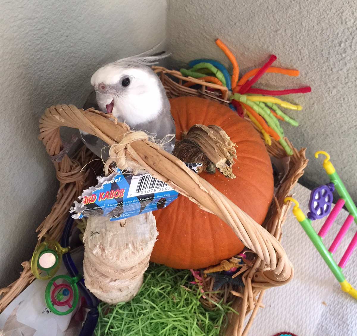 Best Cockatiel Toys For Keeping Feathered Friends Entertained