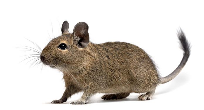 What are the best degu toys?
