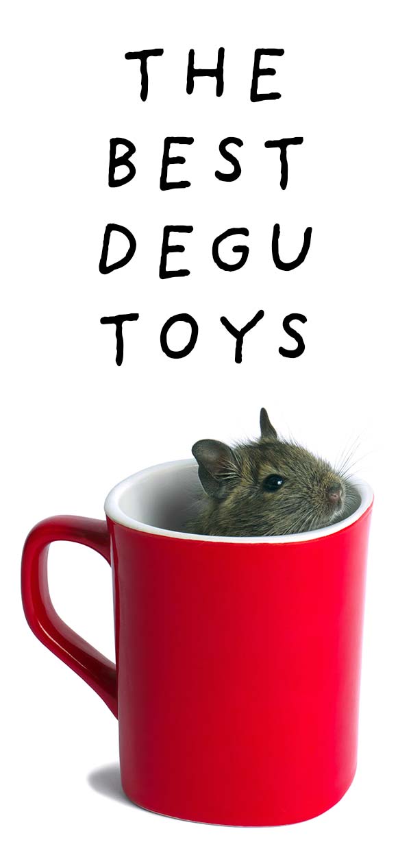 degu toys