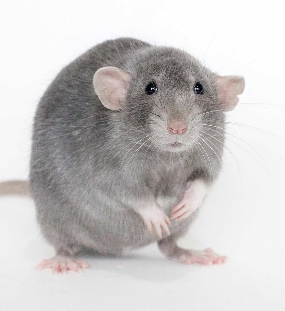 Rat Colors The Amazing Array Of Wonderful Shades