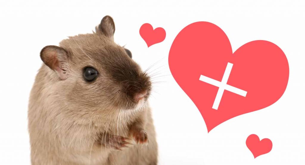 Gerbil Care Guide Everything You Need To Know To Get Started