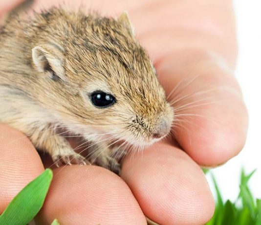 Have you considered gerbils as pets?