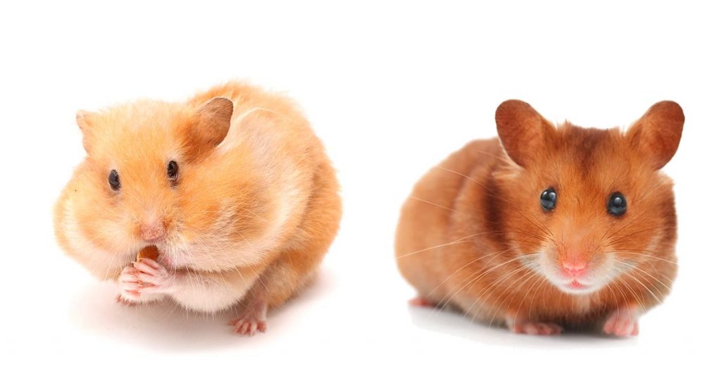 Hamster Colors - A Rainbow of Tiny, Furry Friends