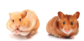 hamster colors