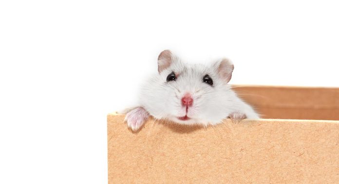 hamster litter box