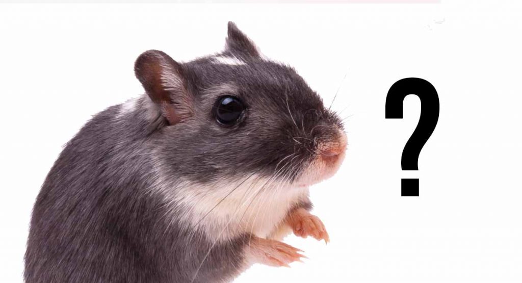 How Long Do Gerbils Live? Gerbil Lifespan as Pets and in the Wild -  LittleGrabbies