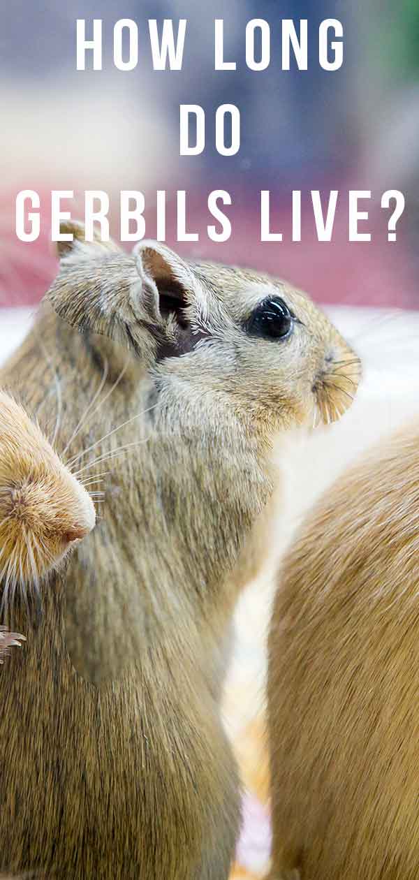 How Long Do Gerbils Live? Gerbil Lifespan as Pets and in the Wild -  LittleGrabbies