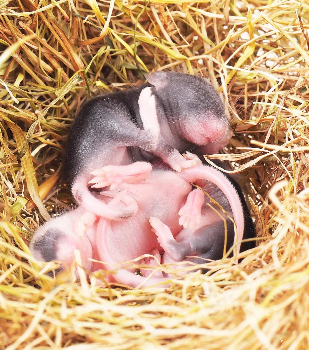 How Many Babies Do Mice Have In A Litter And In Their Lifetime