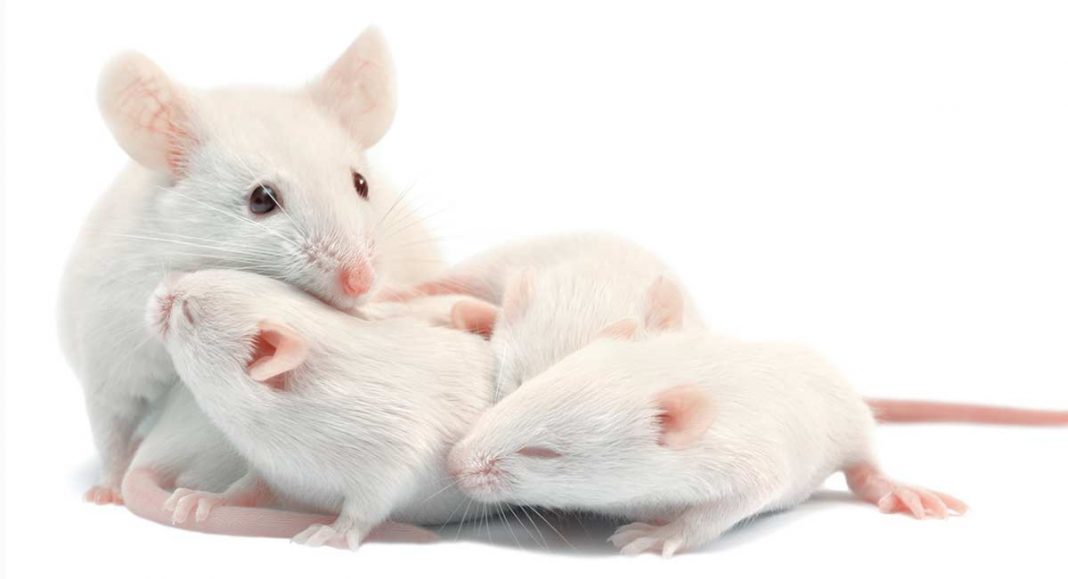 how-many-babies-do-mice-have-in-a-litter-and-in-their-lifetime