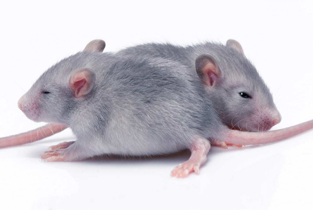 How Many Babies Do Rats Have? What To Expect When Your Pet Rat Is Expecting