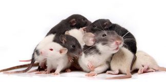 How many babies do rats have?
