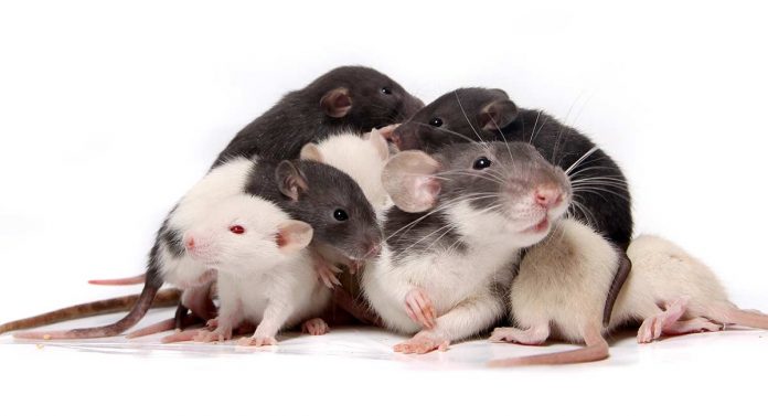 How many babies do rats have?