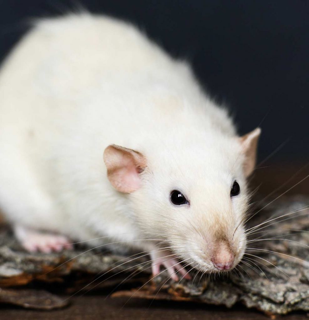 Siamese rat colors aren't too variable.