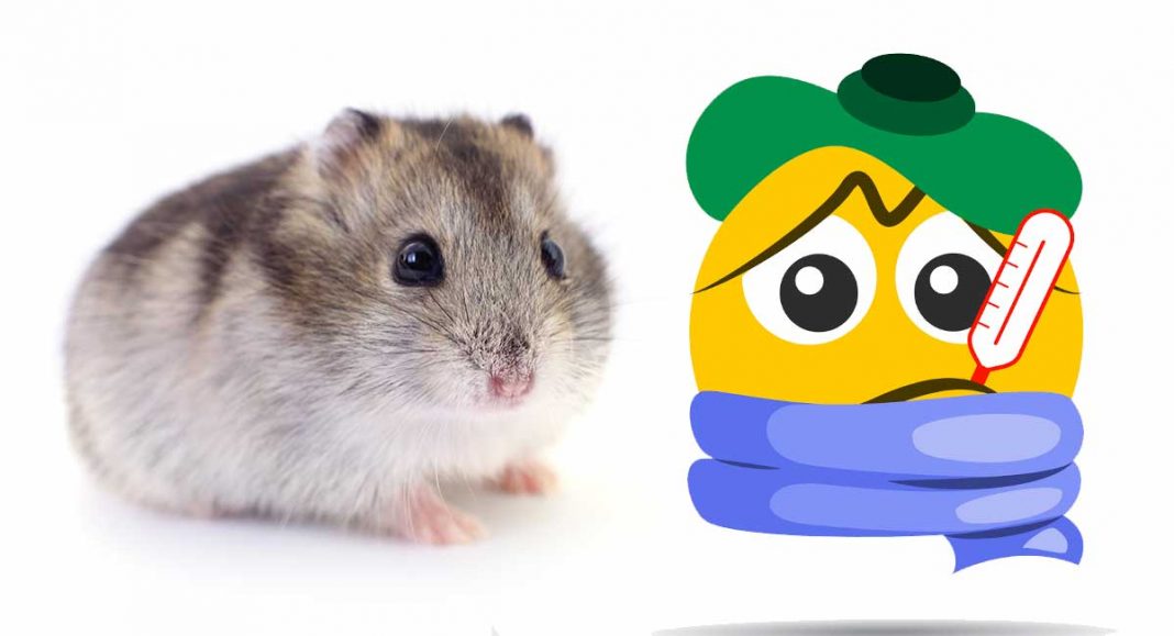 Sick Hamster - Hamster Ilnesses and Diseases