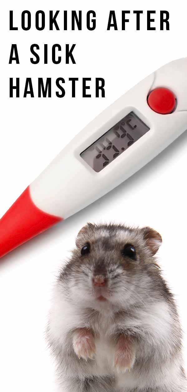 Sick Hamster - Hamster Ilnesses and Diseases