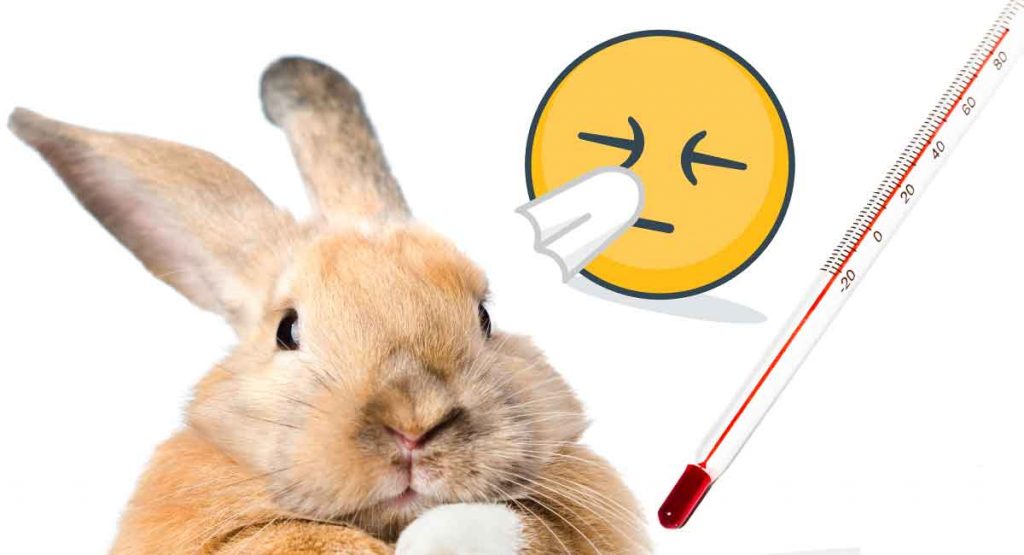 Sick Rabbit Is My Bunny Unwell?