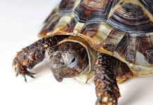 sick turtle