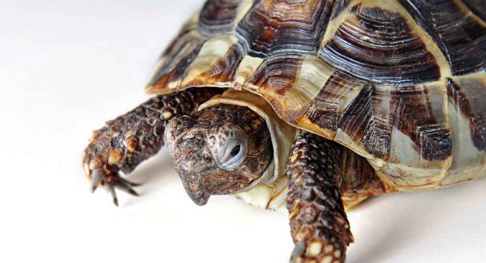 Sick Turtle - Does My Tortoise Need A Vet?