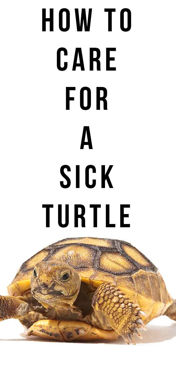 sick turtle