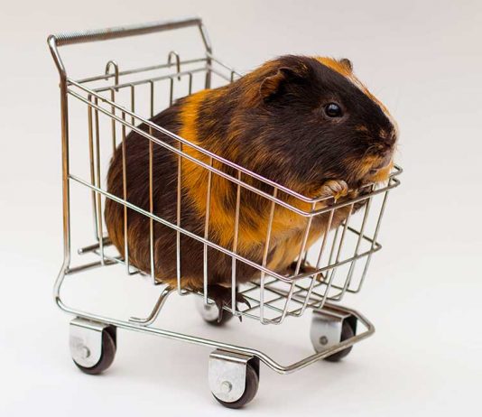 where to buy guinea pigs