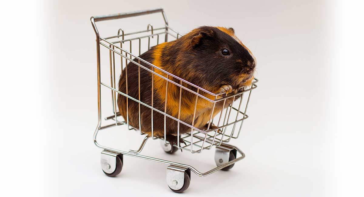 pedigree guinea pigs for sale
