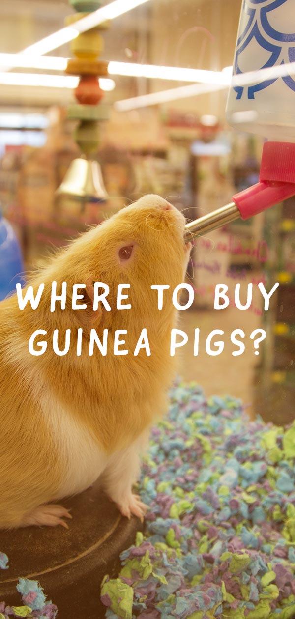 where to buy guinea pigs