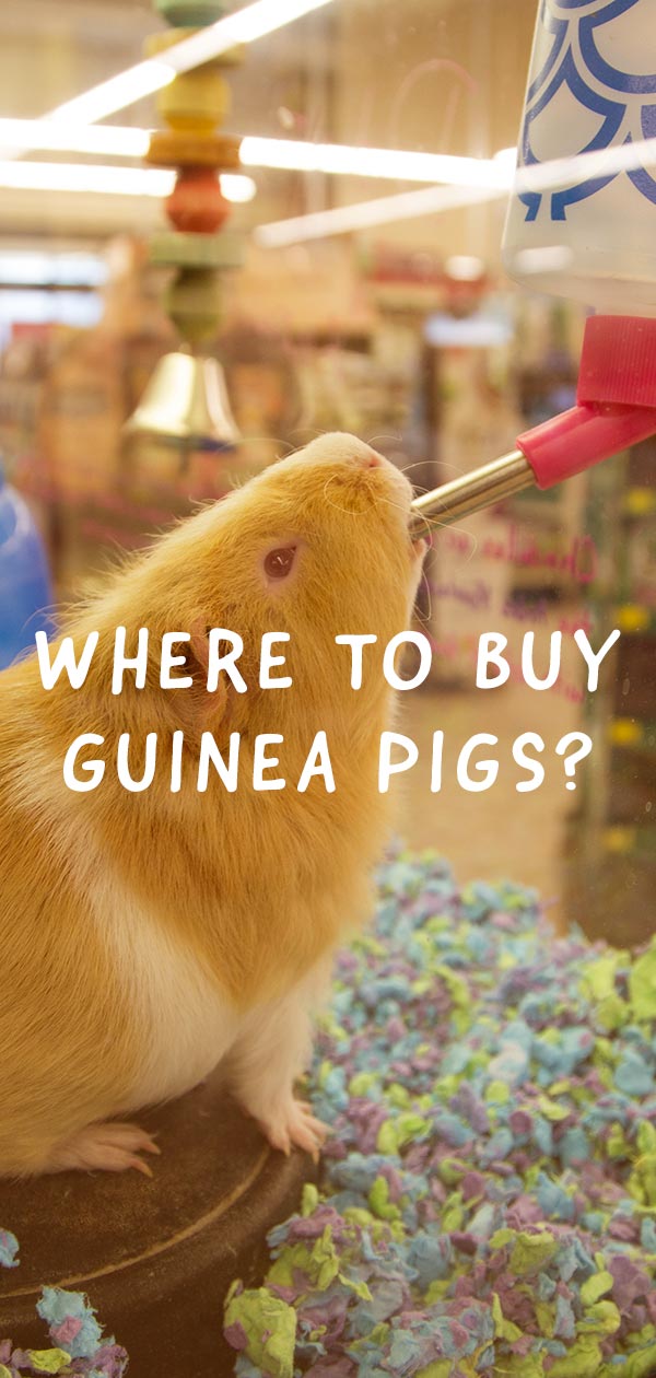 best place to buy guinea pigs near me