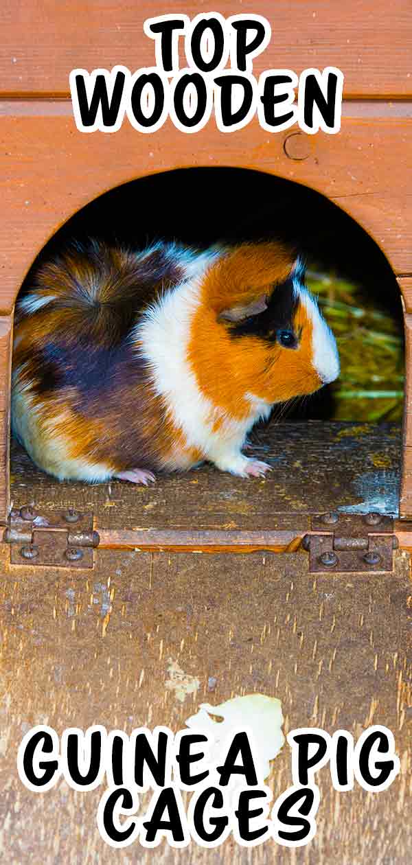 Best Wooden Guinea Pig Cage Tips And Reviews To Help You Choose