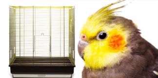 best cage for cockatiel