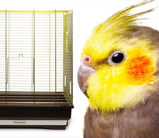 best cage for cockatiel