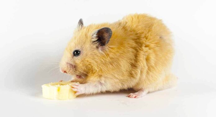 can hamsters eat bananas