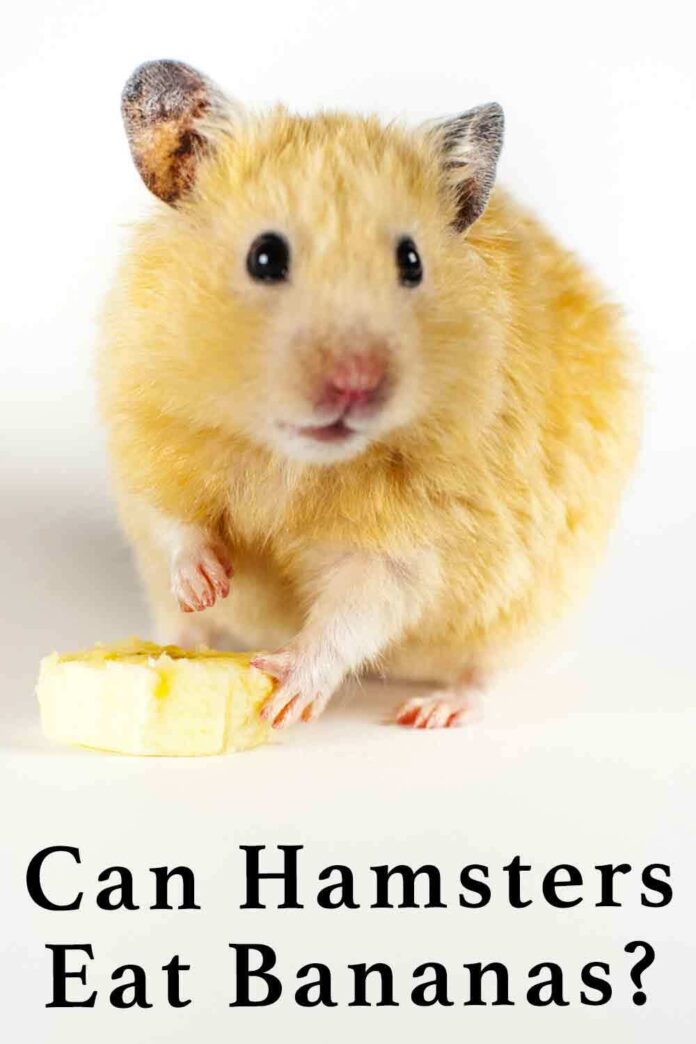 Can Hamsters Eat Bananas? A Complete Guide To Bananas For Hamsters