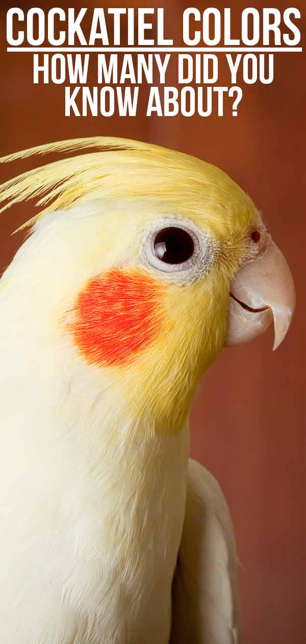 Cockatiel Color Chart