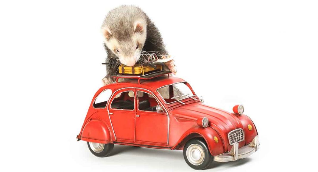 DIY Ferret Toys Fabulously Free Ways To Entertain Your Ferret