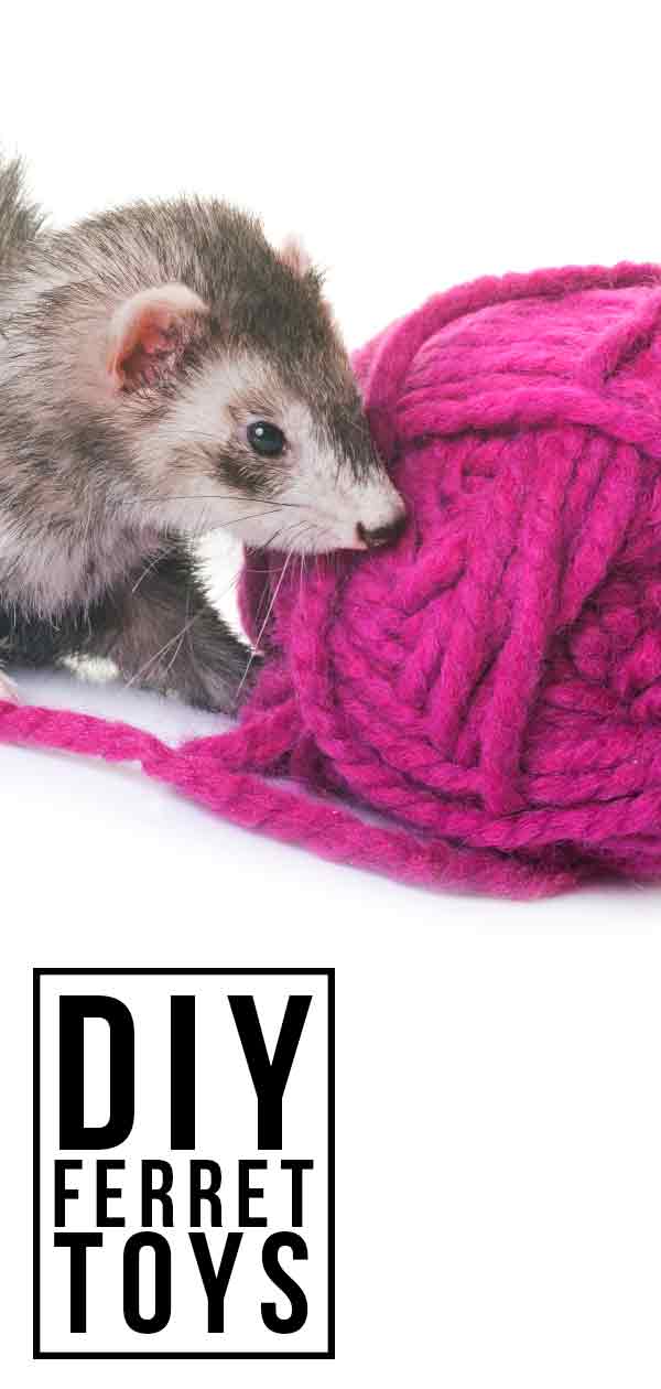 Diy Ferret Toys Fabulously Free Ways To Entertain Your Ferret