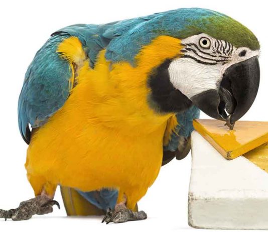 DIY parrot toys ideas