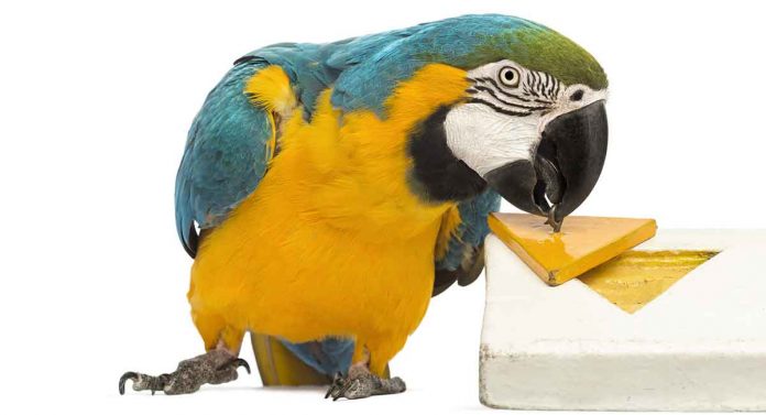 DIY parrot toys ideas