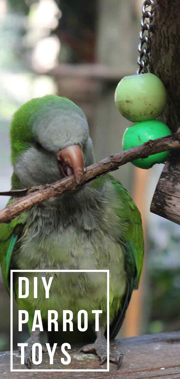 More ideas for DIY parrot toys!